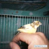 clavi chico casado en José C. Paz