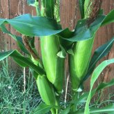 Elcaballonegro chico casado en Tulsa