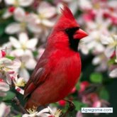 morelinda chica soltera en Chacao