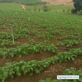 arielramirez2766 chico soltero en Constanza