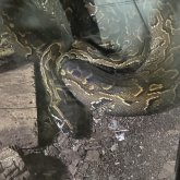 Busco pareja. Cccccccccccc. Hola