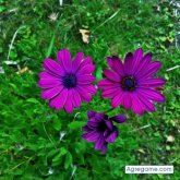 Angelillogrillo foto #7