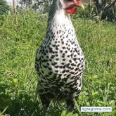 sa3ed chico soltero en 