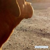 Chatear con Cali13 de Villa María