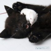 gatito