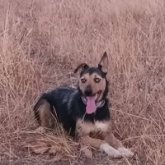 Busco pareja. Novia. Tranquilo. Futbol.