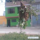 abusabal01