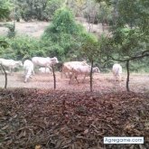 lizardinis chico soltero en Lomas De Sargentillo