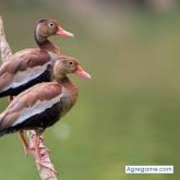 vicentedriguez chico soltero en Chepo