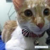 oscarpatricio4909 foto #6