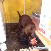 chavasco chico soltero en Juan L. Lacaze