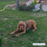 Palmero001 chico soltero en La Bañeza