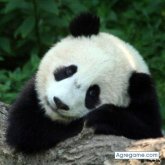 Javo2009 chico soltero en Buenos Aires