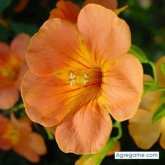 Business man. Busco ligar. Women.