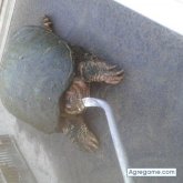 Chatear con juleon de Aiken