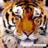 valenteantonio chico soltero en 