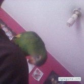 Piero