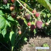 hectormasaquiza chico soltero en Ambato