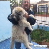 carlosvalencia1421 chico soltero en El Palqui