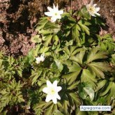 Busco pareja. Algo bueno je je. Buena 