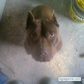 buran chico soltero en Río Grande Tierra Del Fuego