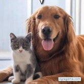 Thor2022 chico soltero en Girardot