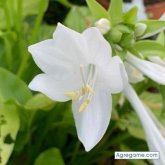 monicaramirez chica soltera en Mafil