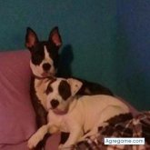 Pako Caceres Novella