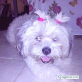 shandry chica soltera en Santo Domingo Oeste