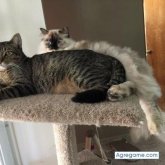 Jincha chica soltera en Dearborn