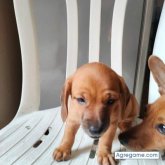 Busco pareja. Friends. Friend or