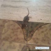 lauramaria1503 chica soltera en Guatire