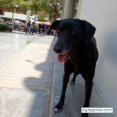 renes_pet chico soltero en Chiclayo