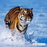 Chatear con OSCARAVENTURERO de Almería Ciudad