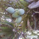 solosoysalvaje foto #25