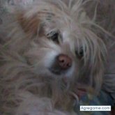 soriahumberto chico soltero en Tlaquepaque