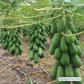 juansolis1145 foto #9