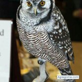 ELMAGISTRADODEMEXICO chico soltero en Toluca