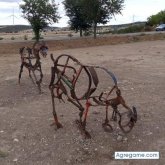 Tonirubio chico soltero en Bonavista