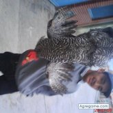 Devison chico soltero en Guasca