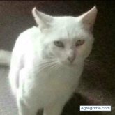 carlosvictorio chico soltero en Manchay