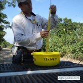Encuentra Hombres solteros en Maravilla Tenejapa