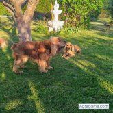 Palmero001 chico soltero en La Bañeza