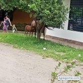 jorgeluis4421 chico soltero en Mariquita