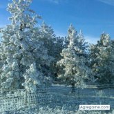 ros86 chica soltera en Hattiesburg