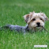 siverbon chico separado en Soto La Marina