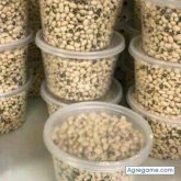 buubasow chico soltero en Manresa