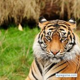 Chatear con victorgold de Parras