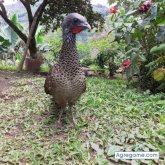 juanatehortua chico soltero en Andes