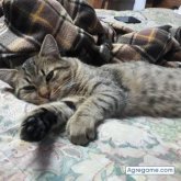 jaimesalas3988 chico soltero en Sucre